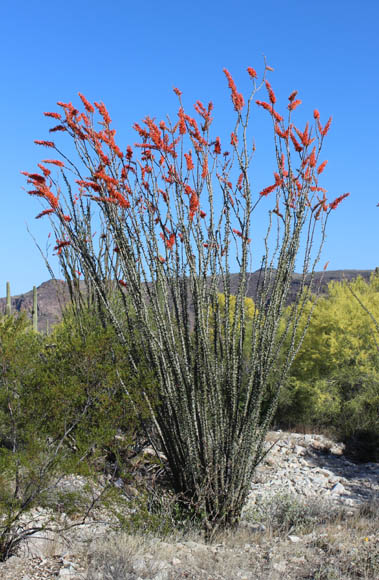  Fouquieria splendens ssp.splendens